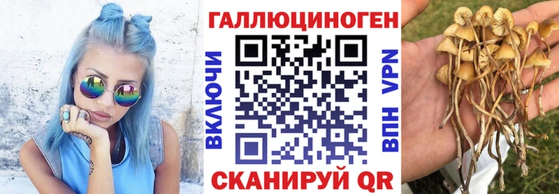 Купить где  Дубна  Псилоцибиновые грибы Cubensis 